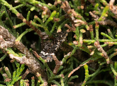 Pseudocoremia leucelaea