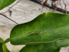 Odontomantis planiceps