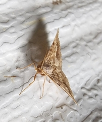 Frederickia s-signata