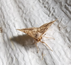 Frederickia s-signata