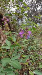 Desmodium uncinatum