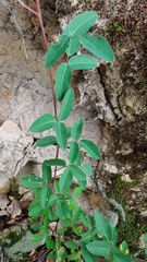 Desmodium uncinatum