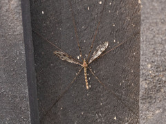 Austrolimnophila argus