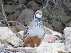 Alectoris rufa