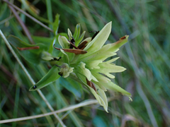 Castilleja unalaschcensis