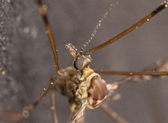 Austrolimnophila argus