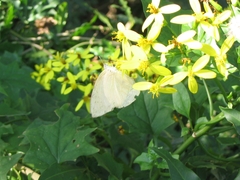 Catopsilia florella