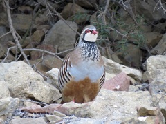 Alectoris rufa