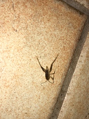 Ceuthophilus californianus