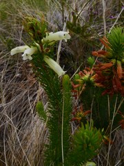 Erica viscaria
