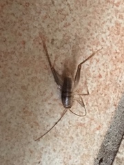 Ceuthophilus californianus