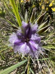Thysanotus