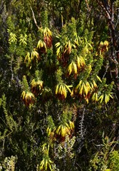 Erica coccinea