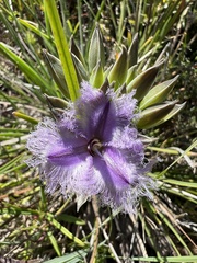 Thysanotus