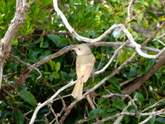 Pachycephala pectoralis contempta