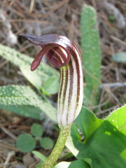 Arisarum vulgare