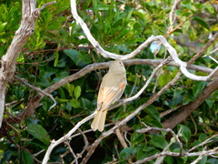 Pachycephala pectoralis contempta