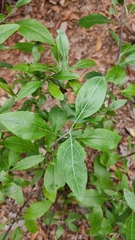 Ageratina glabrata