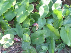 Arisarum vulgare