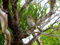 Pachycephala pectoralis contempta