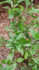 Ageratina glabrata