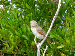Pachycephala pectoralis contempta