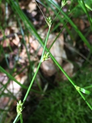 Carex remota