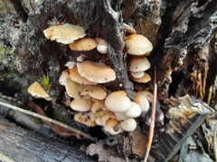 Panellus