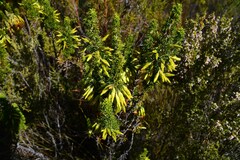 Erica coccinea