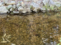 Oncorhynchus nerka