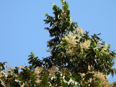 Flindersia schottiana