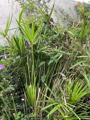 Cyperus alternifolius