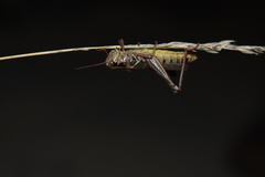 Melanoplus sanguinipes