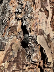 Brochymena quadripustulata