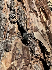 Brochymena quadripustulata