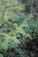 Larix