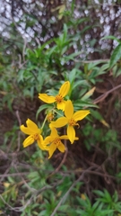 Electranthera mutica