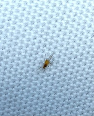 Aphis