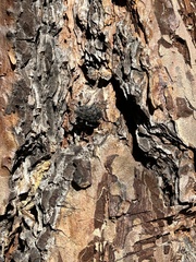 Brochymena quadripustulata