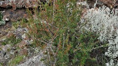 Berberis sibirica