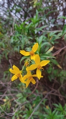 Electranthera mutica