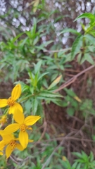 Electranthera mutica