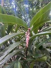 Alpinia