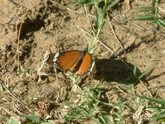 Danaus chrysippus orientis