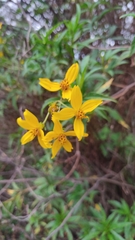 Electranthera mutica