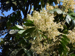 Flindersia schottiana