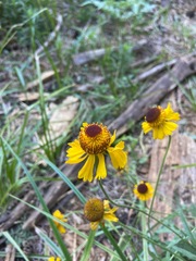 Helenium bigelovii