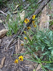 Helenium bigelovii