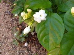 Jasminum