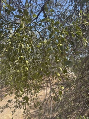 Phoradendron leucarpum